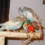 Any of our perches can have an activity area added