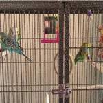 Budgie Play Gym offers an extra play level