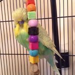 Billy on his Ikkle budgie swing