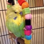 Billy on his funky budgie swing